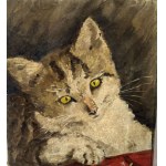 ANONIMO, kitten