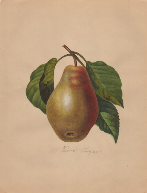 Pierre-Joseph Redouté (after) (Saint-Hubert, 1759 - Parigi, 1840), Botanical drawings