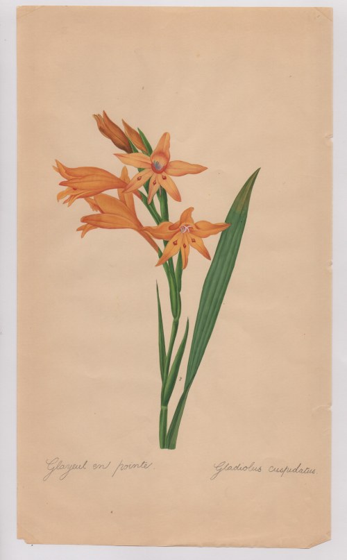 Pierre-Joseph Redouté (after) (Saint-Hubert, 1759 - Parigi, 1840), Botanical drawings