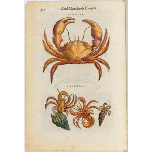 Pietro Andrea Mattioli (1501 - 1578), Commentarii..