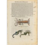 Pietro Andrea Mattioli (1501 - 1578), Commentarii..