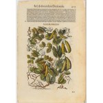 Pietro Andrea Mattioli (1501 - 1578), Commentarii..