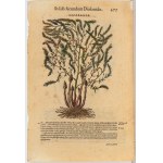 Pietro Andrea Mattioli (1501 - 1578), Commentarii..