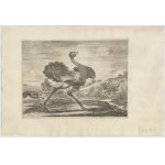 Stefano della Bella (Firenze, 1610 - 1664), Hunts of Various Animals
