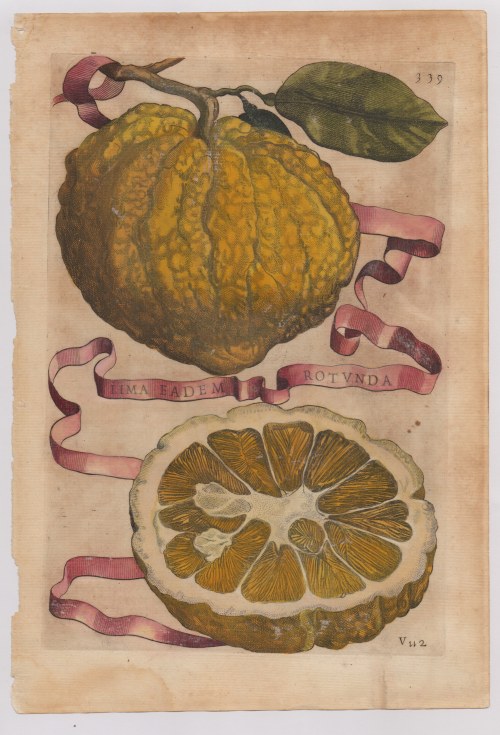 Giovanni Battista Ferrari (Siena , 1584 - 1655 ), Hesperides sive de Malorum Aureorum cultura et usu. Libri Quatuor 1656