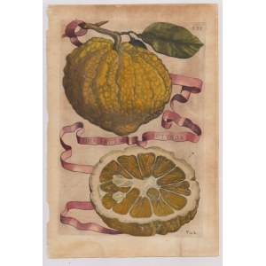 Giovanni Battista Ferrari (Siena , 1584 - 1655 ), Hesperides sive de Malorum Aureorum cultura et usu. Libri Quatuor 1656