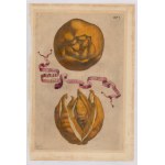 Giovanni Battista Ferrari (Siena , 1584 - 1655 ), Hesperides sive de Malorum Aureorum cultura et usu. Libri Quatuor 1656