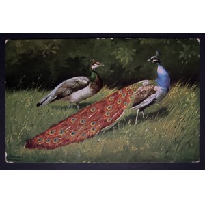POCZTÓWKA- FAUNA, PELUBA, 1920- 1930 ROK