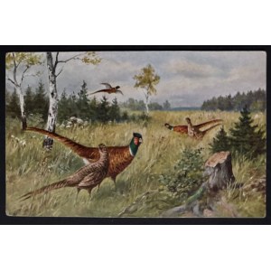 POSTCARD - BIRDS