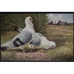 POSTCARD - BIRDS