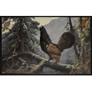 POSTCARD - BIRDS