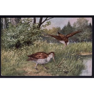 POSTCARD - BIRDS