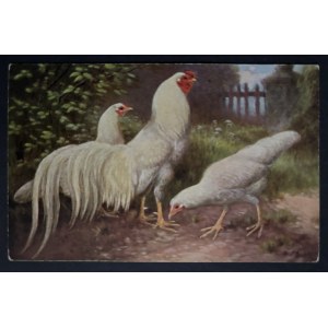 POSTCARD - BIRDS