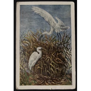 POSTCARD - BIRDS