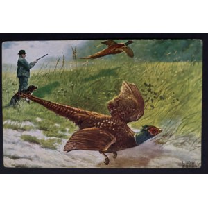 POSTCARD - BIRDS