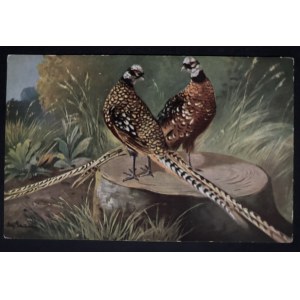 POSTCARD - BIRDS