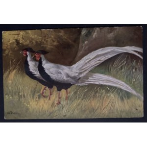 POSTCARD - BIRDS