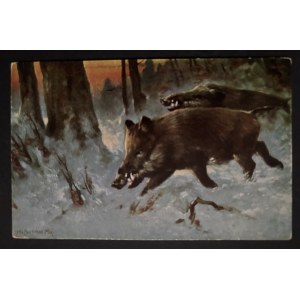 POSTCARD - FAUNA