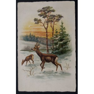 POSTCARD - FAUNA