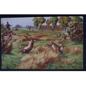 POSTCARD - FAUNA