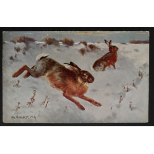 POSTCARD - FAUNA