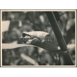 cca 1931 Kinszki Imre (1901-1945) budapesti fotóművész hagyatékából jelzés nélküli, vintage fotóművészeti alkotás (Levelibéka), 18x24 cm