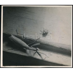 cca 1936 Kinszki Imre (1901-1945) budapesti fotóművész hagyatékából, pecséttel jelzett, vintage fotó (Találkozás az ablakpárkányon), 12,6x14,4 cm