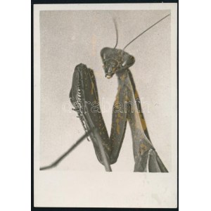 cca 1934 Kinszki Imre (1901-1945) budapesti fotóművész hagyatékából, jelzés nélküli vintage fotó, barna foltokkal (Ne zavarj!), 8,5x6 cm