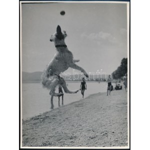 cca 1936 Kinszki Imre (1901-1945) budapesti fotóművész pecséttel jelzett vintage fotóművészeti alkotása (kutyás kép), a kutya hátán retusnyomok, 23,4x17,7 cm