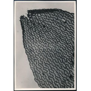 cca 1933 Kinszki Imre (1901-1945) makro szerkezeti fotója, pecséttel jelzett, vintage fotóművészeti alkotás, 17x11,5 cm