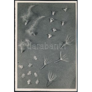 cca 1935 Kinszki Imre (1901-1945) budapesti fotóművész pecséttel jelzett vintage fotóművészeti alkotása (Leltár), 17x11,7 cm