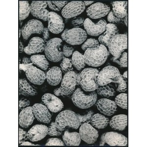 cca 1977 Botta Dénes (1921-2010) budapesti fotóművész hagyatékából 1 db pecséttel jelzett, feliratozott, vintage fotó (Mákszemek), 24x18 cm