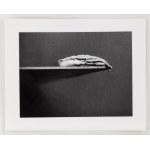 Alina Szapocznikow (1926, Kalisz – 1973, Praz-Coutant), Photo-Sculptures – a series of 20 photographs, 1971