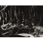 Bronisław Schlabs (1920, Poznań – 2009, Poznań), Fotogram 72/58, 1958