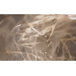 Jiri Sigut (b. 1963), Grass 3 from the series Records, 2000