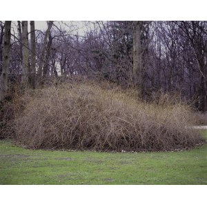 Tomasz Saciłowski (b. 1972), Krzak, 2008