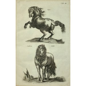 Wałach i koń fiordzki, Tabl. IIII z: Historia Naturalis, De Quadrupedibus, Historia naturalna, o zwierzętach czworonożnych