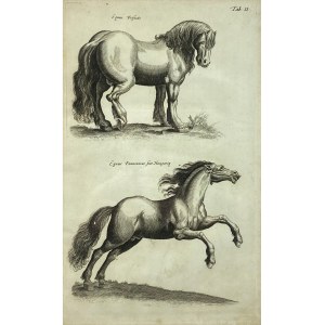 Koń fryzyjski, koń węgierski, Tabl. II z: Historia Naturalis, De Quadrupedibus, Historia naturalna, o zwierzętach czworonożnych