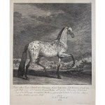 Johann Elias Ridinger, A Rare Tiger-Striped Horse from the Collection of the Counts of Erbach, 1745.