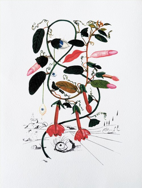 Salvador Dali (1904-1989), Pisum sensuale (Cobea) z serii FlorDalí