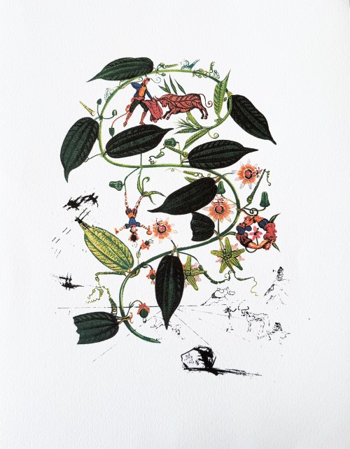 Salvador Dali (1904-1989), Flora Dalinae (FlorDali) - Passiflora Laurigera(Le Vine, Passion Flower)