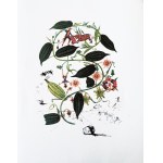 Salvador Dali (1904-1989), Flora Dalinae (FlorDali) - Passiflora Laurigera(Le Vine, Passion Flower)