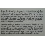 Orzeł Bielik 50 złotych 1996