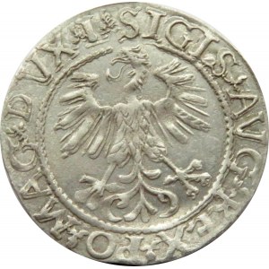 Zygmunt II August, półgrosz 1561, Wilno, piękny