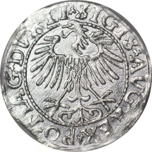 Zygmunt II August, Półgrosz 1557, Wilno, menniczy