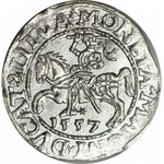 Zygmunt II August, Półgrosz 1557, Wilno, menniczy