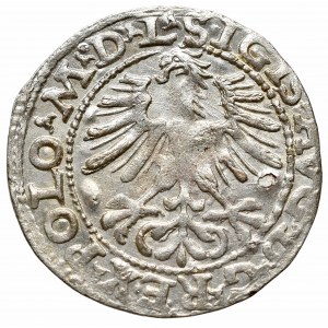 Zygmunt II August, Półgrosz 1564, Wilno - L/LITVA