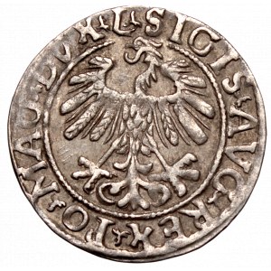 Zygmunt II August, Półgrosz 1555/8, Wilno - L/LITVA