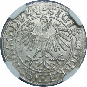 Zygmunt II August, Półgrosz 1548, Wilno – rzymska I – L/LITVA