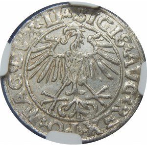 Zygmunt II August, Półgrosz 1550, Wilno – LI/LITVA